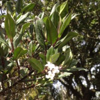 Hedyotis trimenii var. trimenii Deb & Ratna Dutta